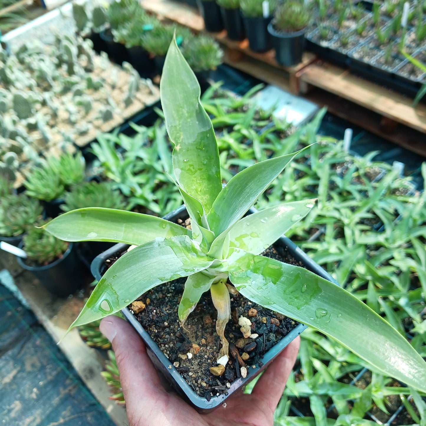 Agave "Blue Fantastic" - 4in