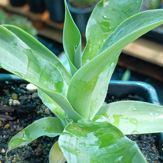 Agave "Blue Fantastic" - 4in