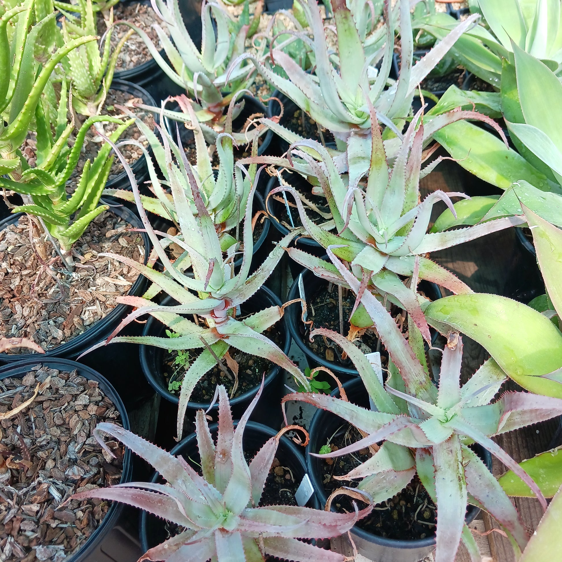 several Aloe acutissima in nursery pots