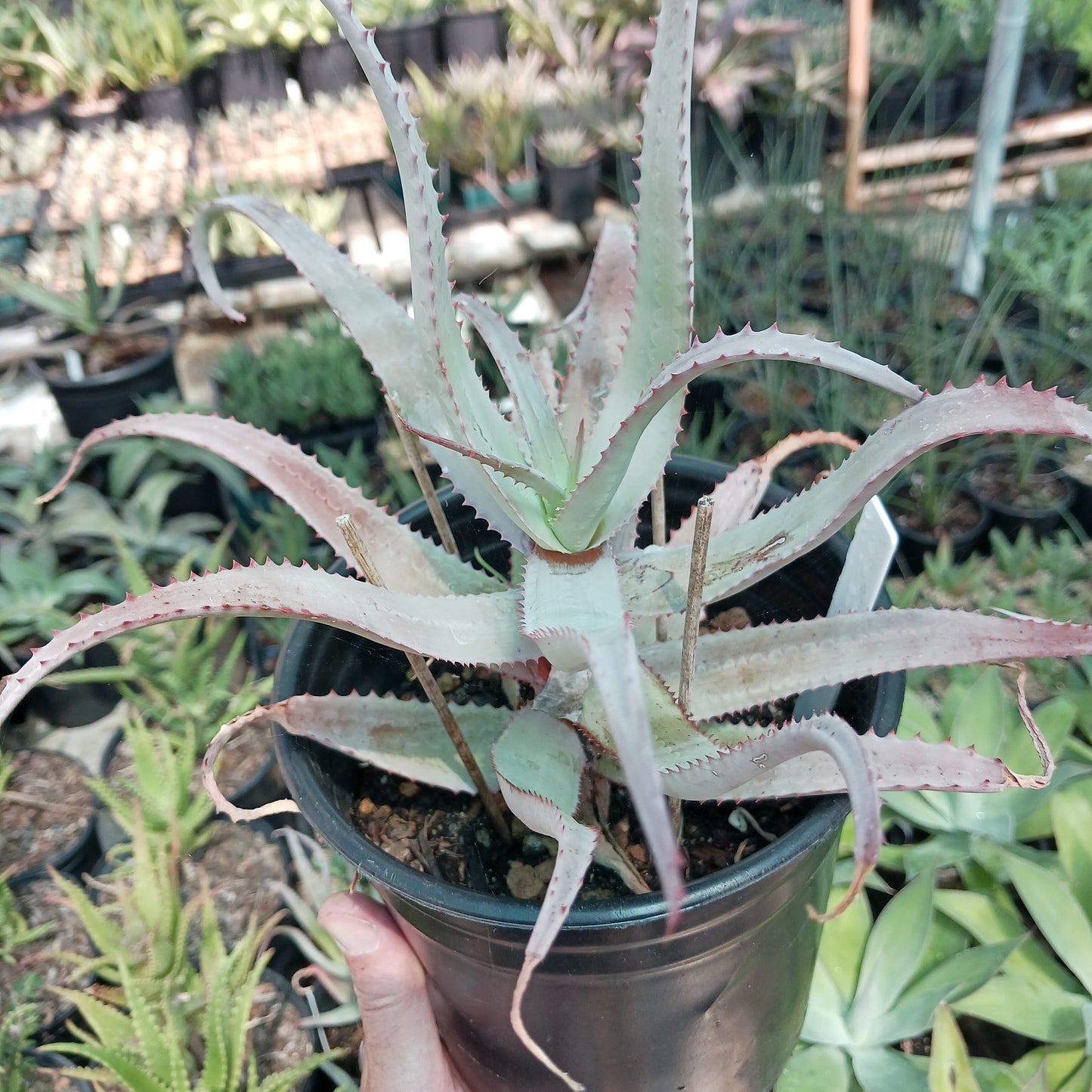 Aloe acutissima - 1ga