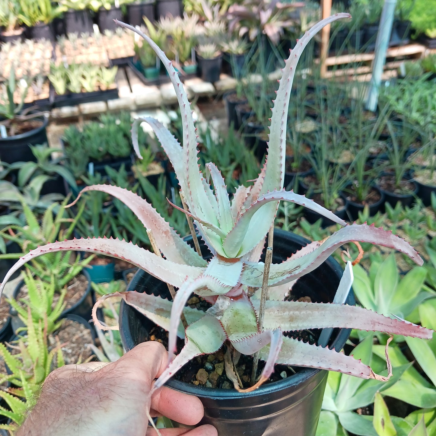 Aloe acutissima - 1ga