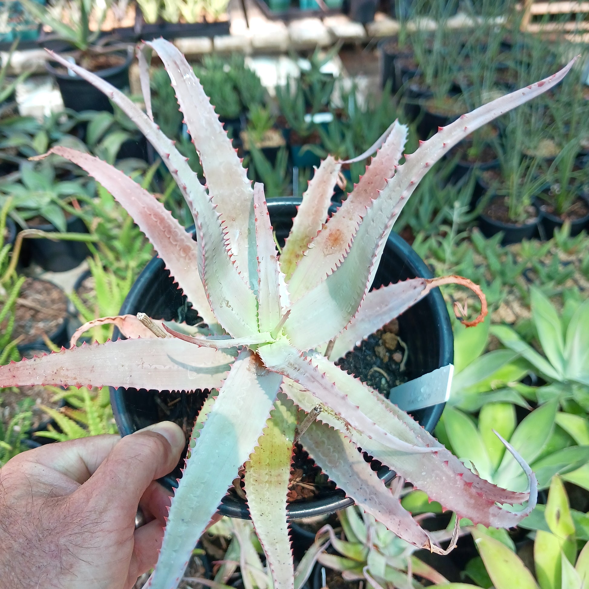 top view of Aloe acutissima in a nursery pot