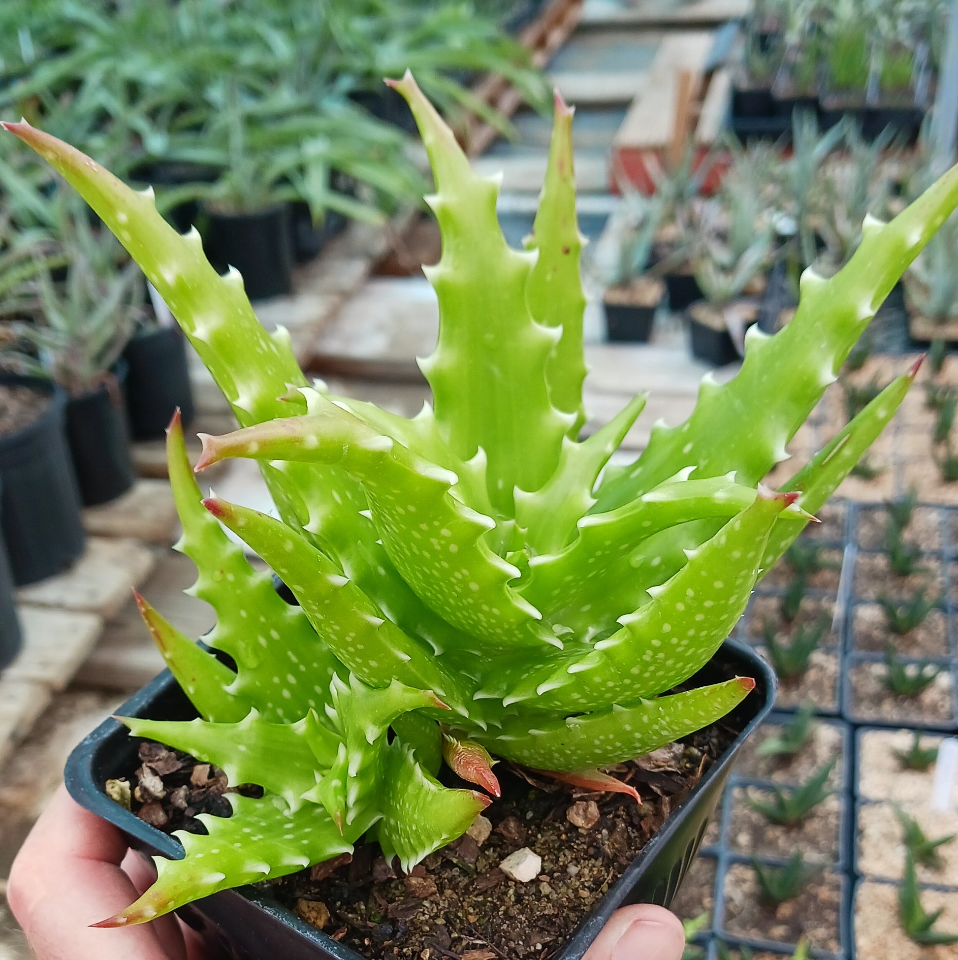 dreaming of aloe vera plant Aloe dorothea "Crimson"