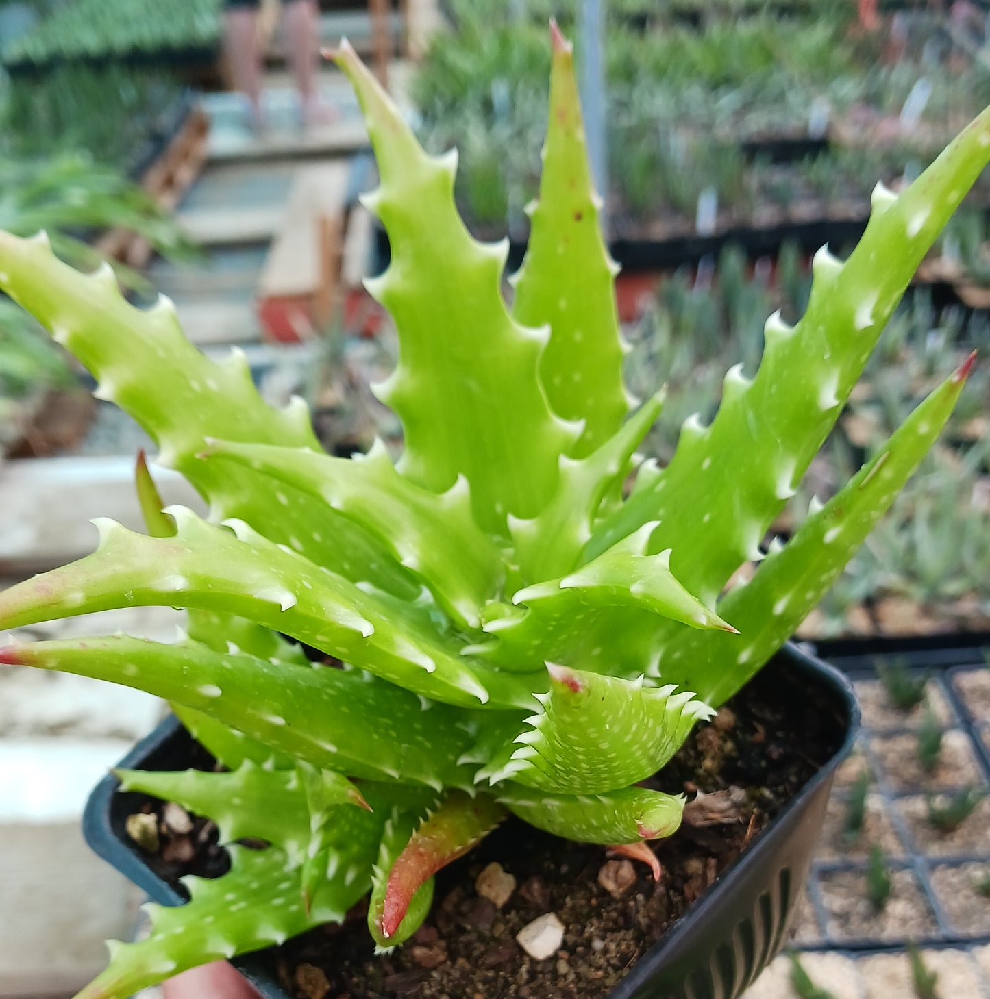 Aloe dorothea "Crimson" - 4in