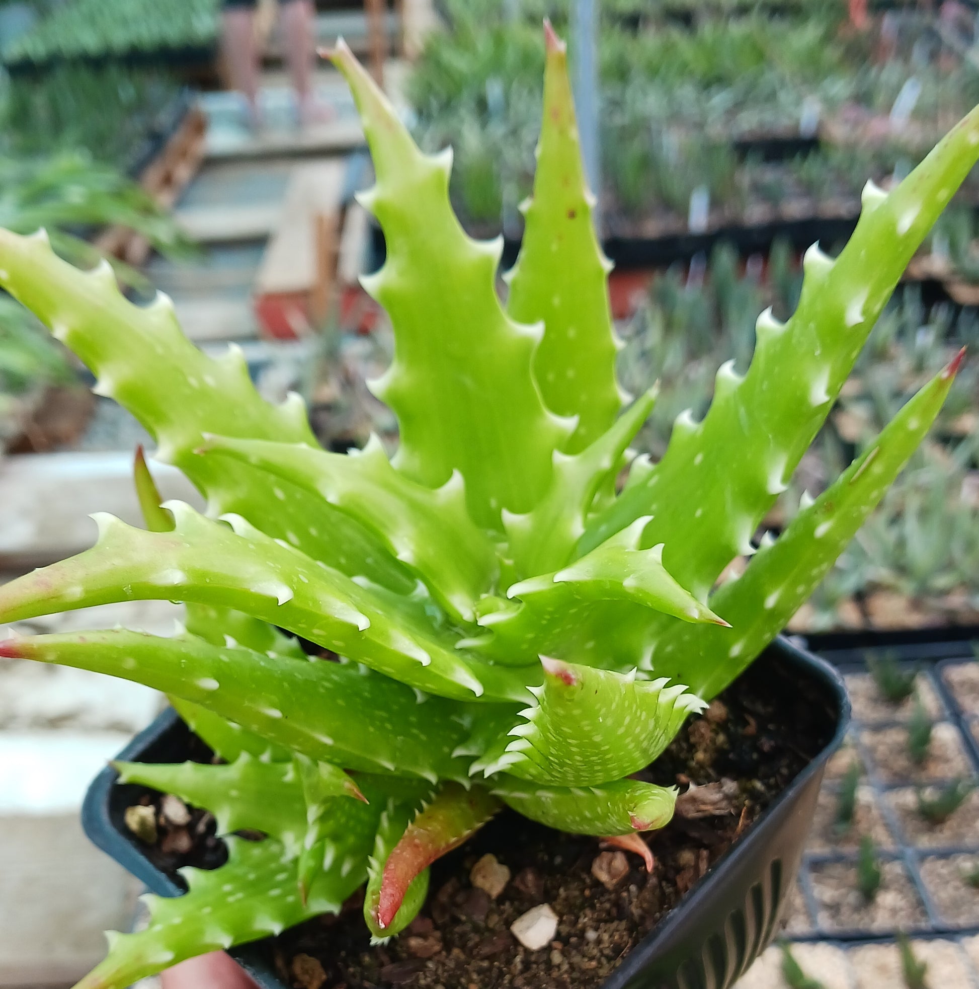 dorothea succulent Aloe dorothea Crimson