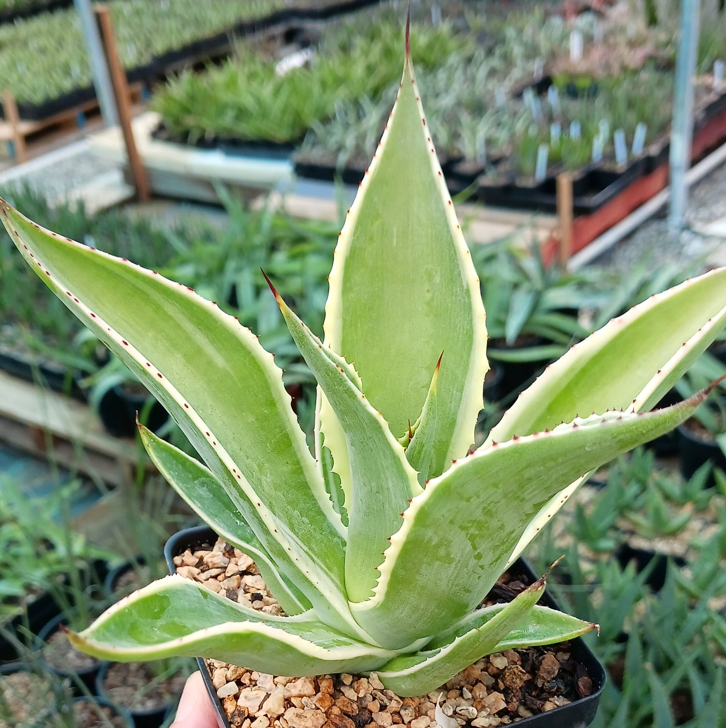 Agave celsii "Multicolor" - 4in