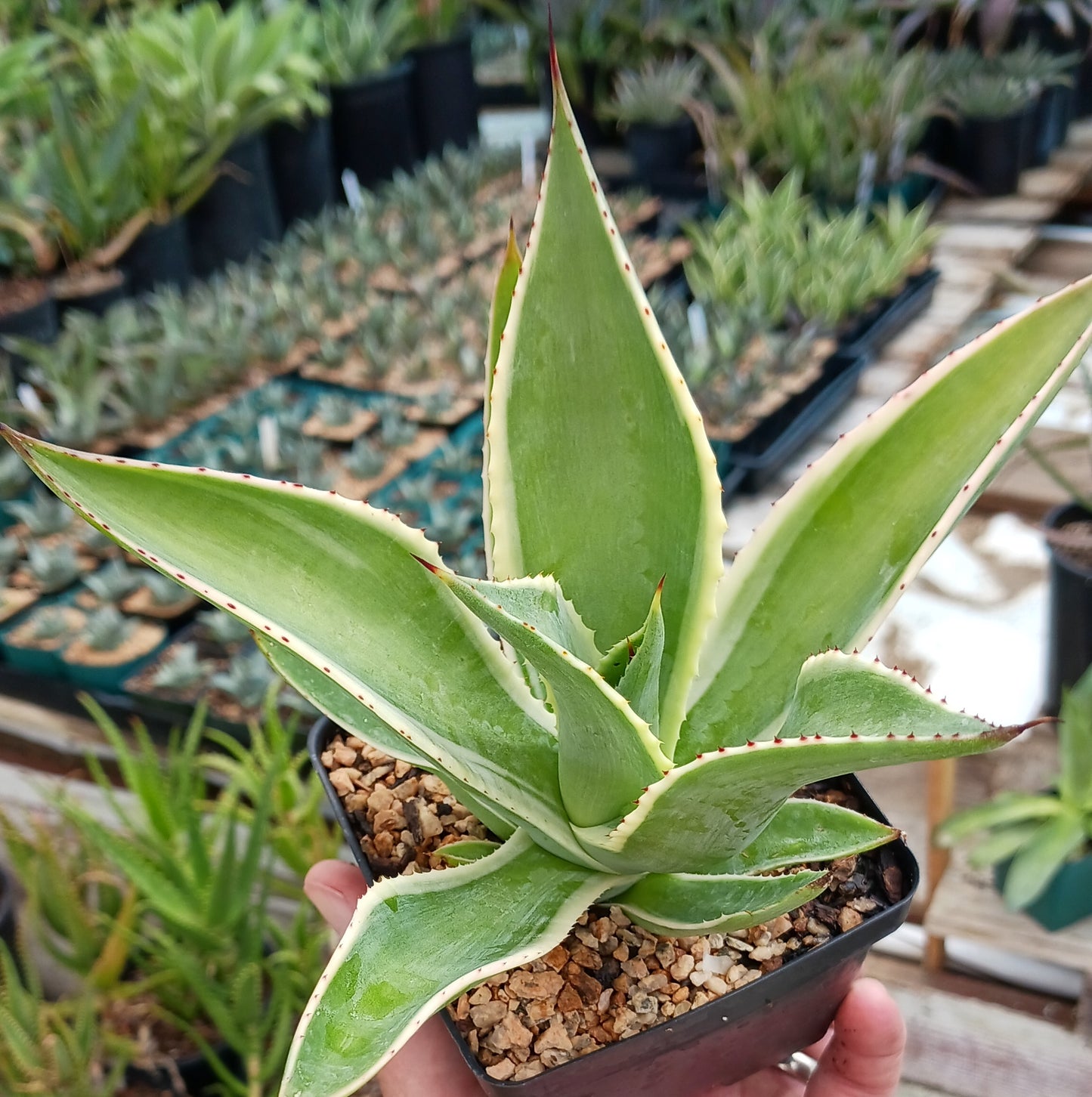 Agave celsii "Multicolor" - 4in
