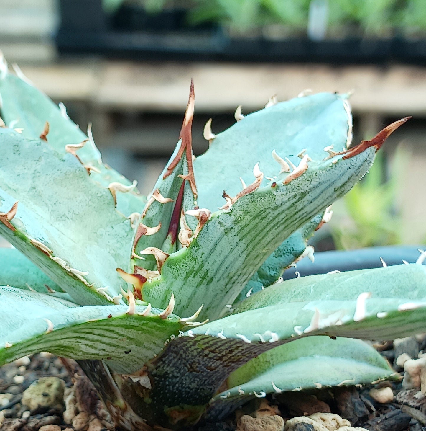 Agave xylonacantha - 4in