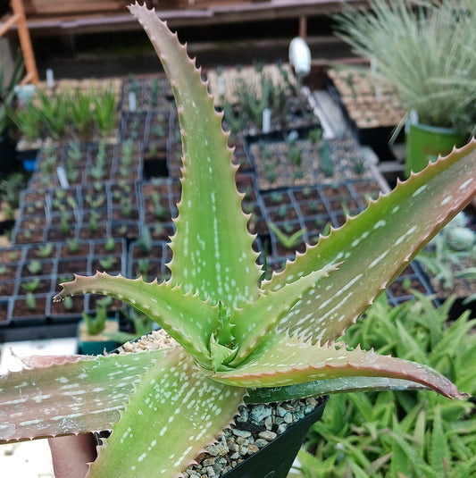 Aloe "Cynthia Giddy"