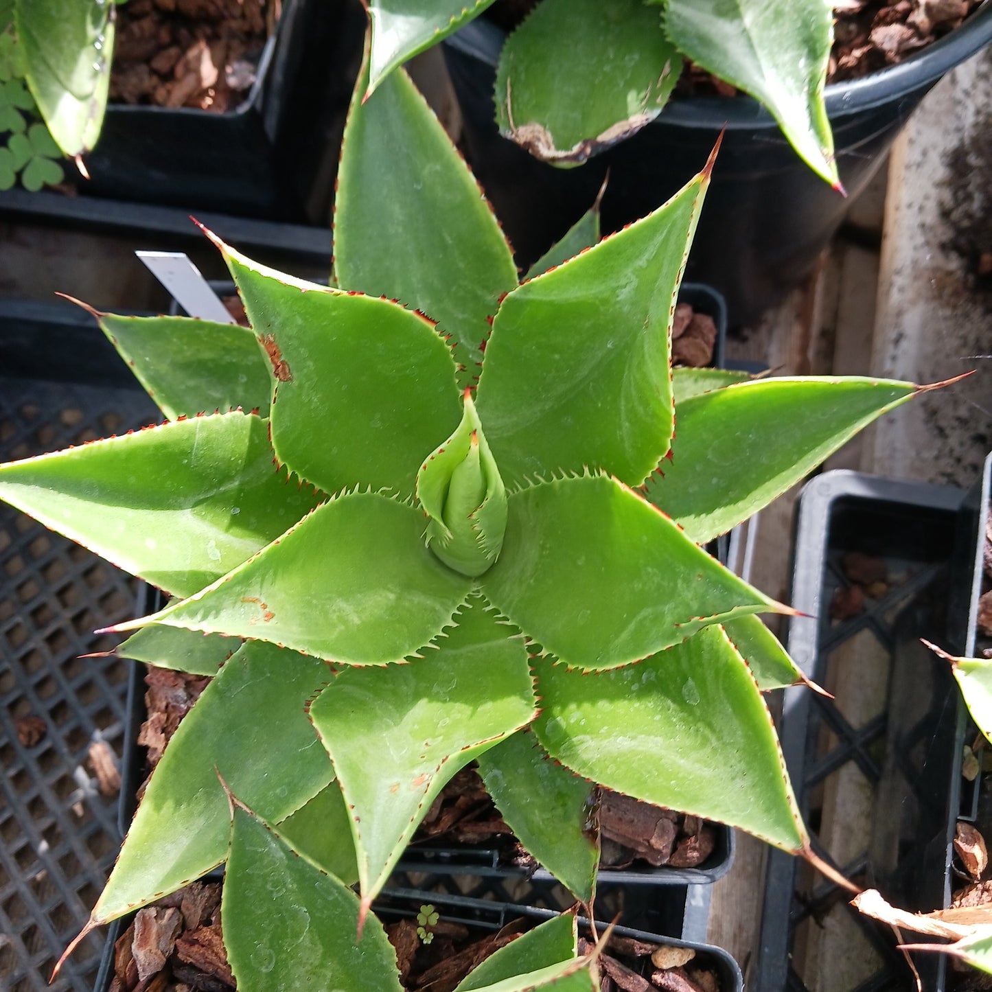 Agave chiapensis  - 6"