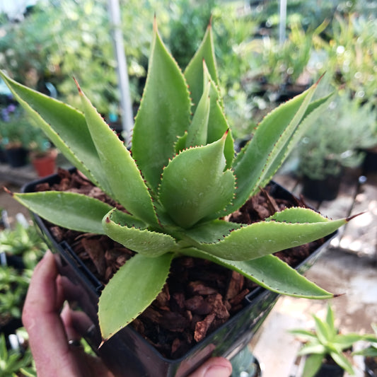 Agave chiapensis  - 6in