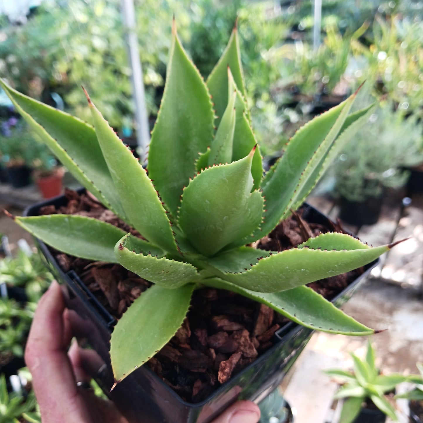 Agave chiapensis  - 6in