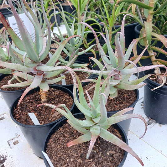 several Aloe acutissima in 2ga nursery pots