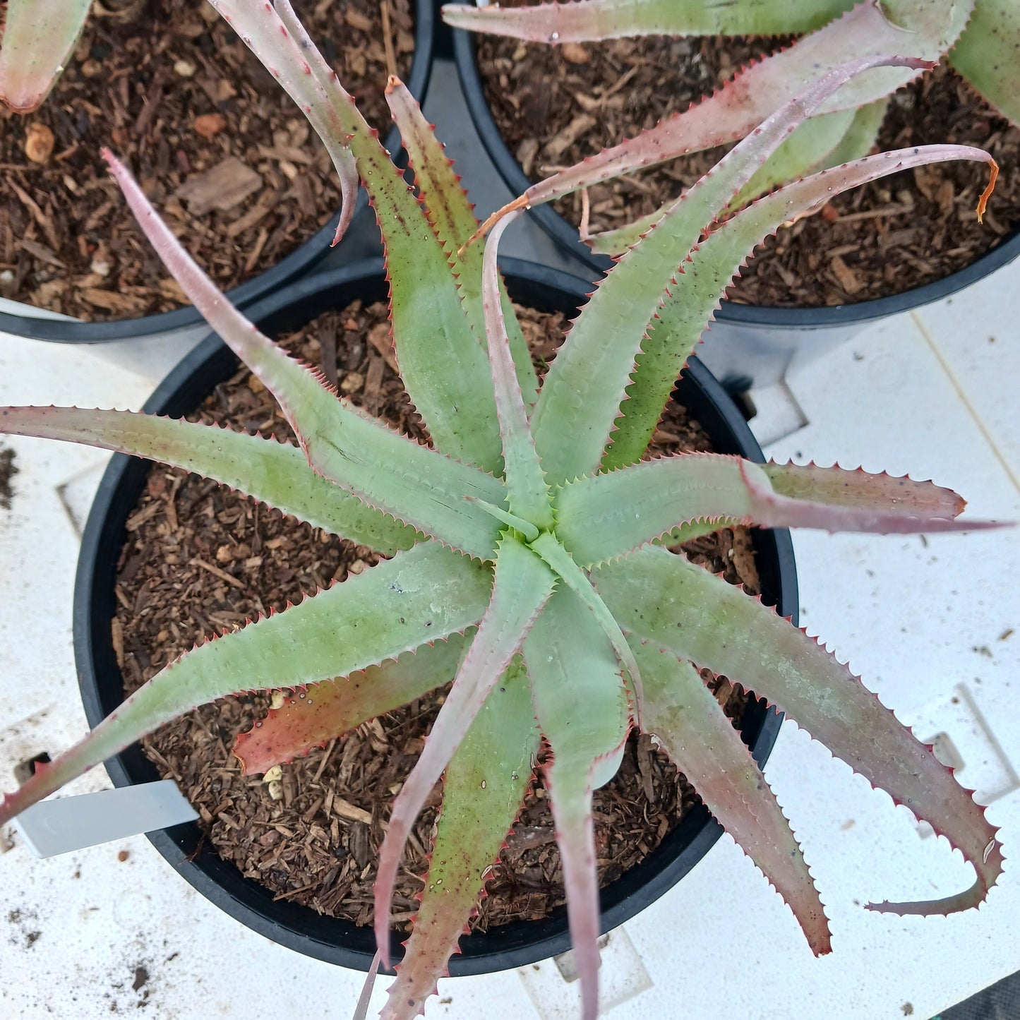 top view of Aloe acutissima in a 2ga nursery pot