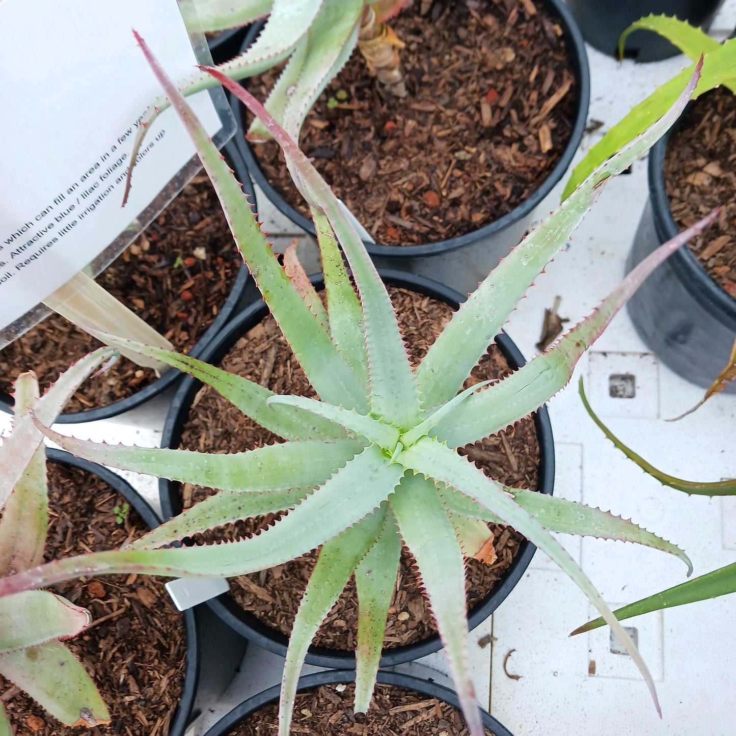 top view of Aloe acutissima in a 2ga nursery pot