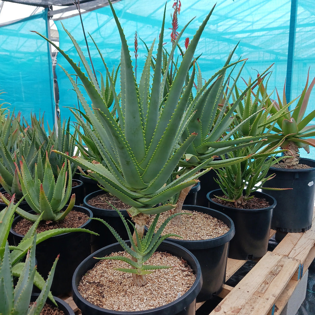 Aloe mutabilis - 15ga