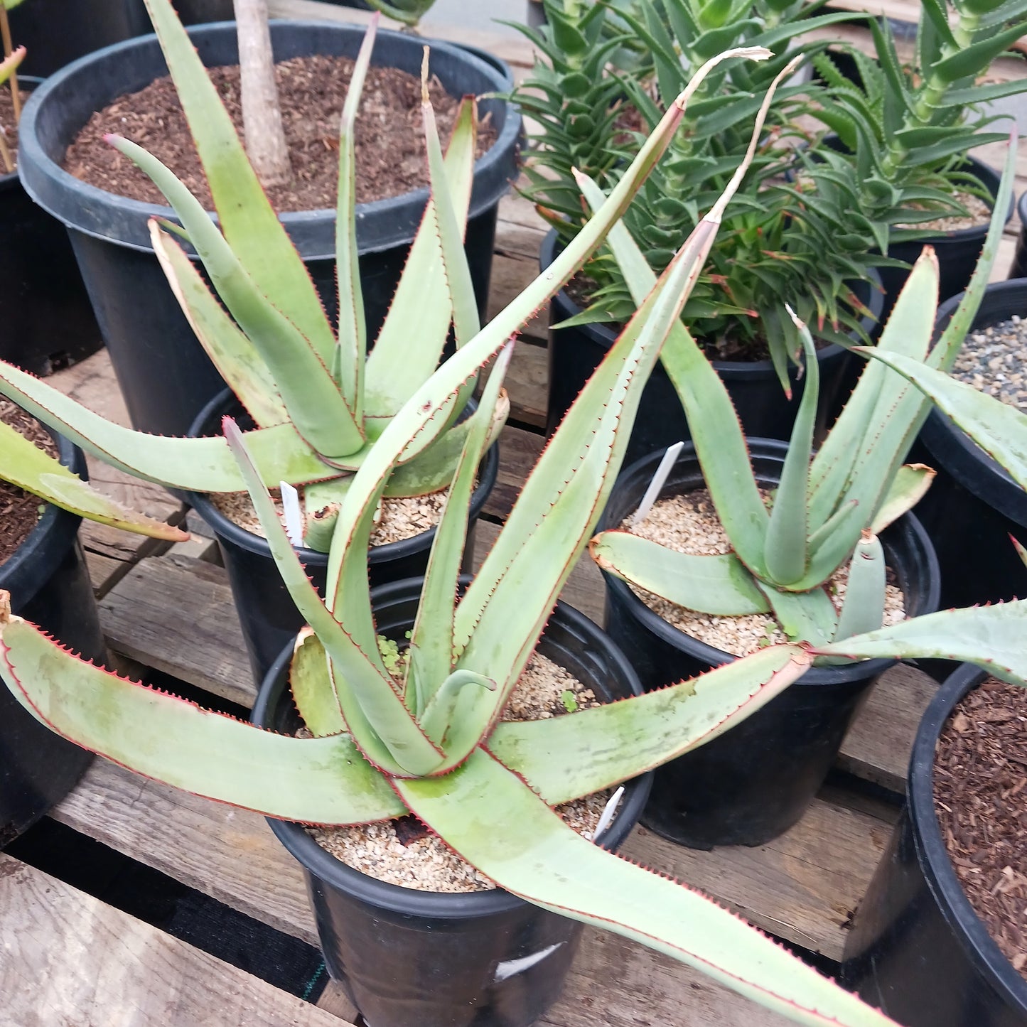Aloe elegans - 5ga