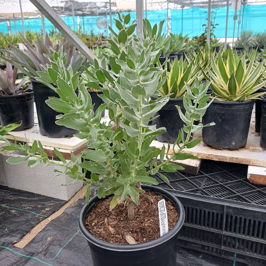 Leucospermum   "Sunrise" - 5ga