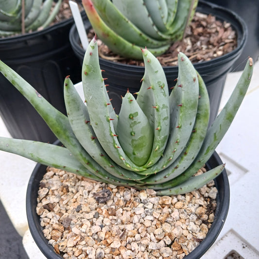 Aloe petricola  - 1ga