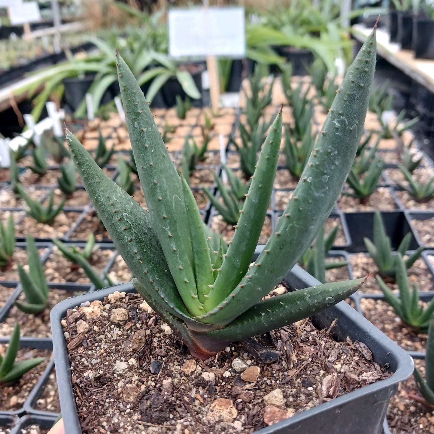 Aloe wickensii - 4in