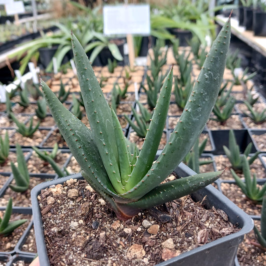 Aloe wickensii - 4in