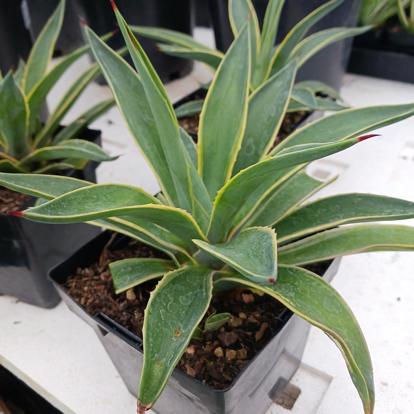 Agave desmettiana variegated - 6in