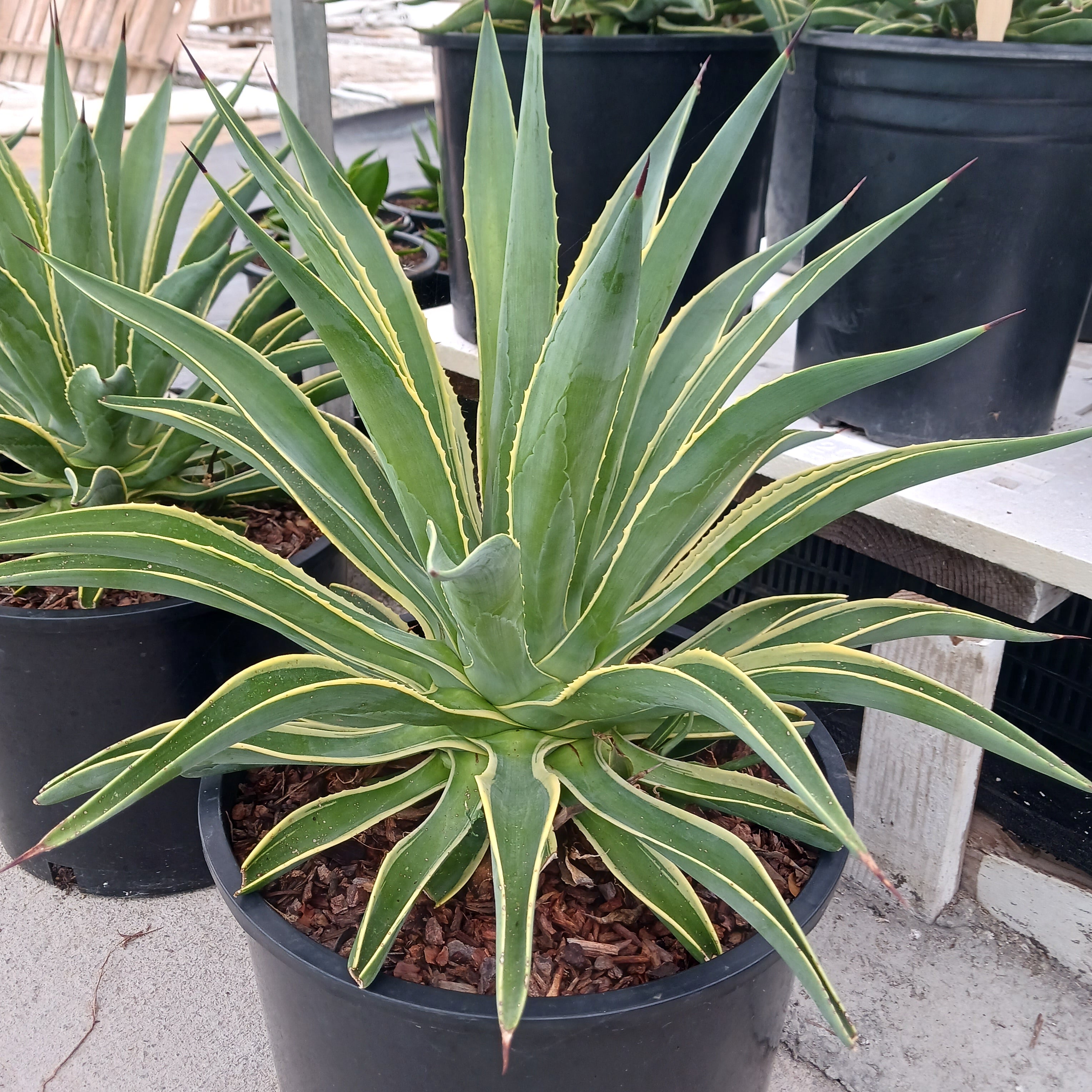 Agave desmettiana variegated - 7ga – dryoasisplants