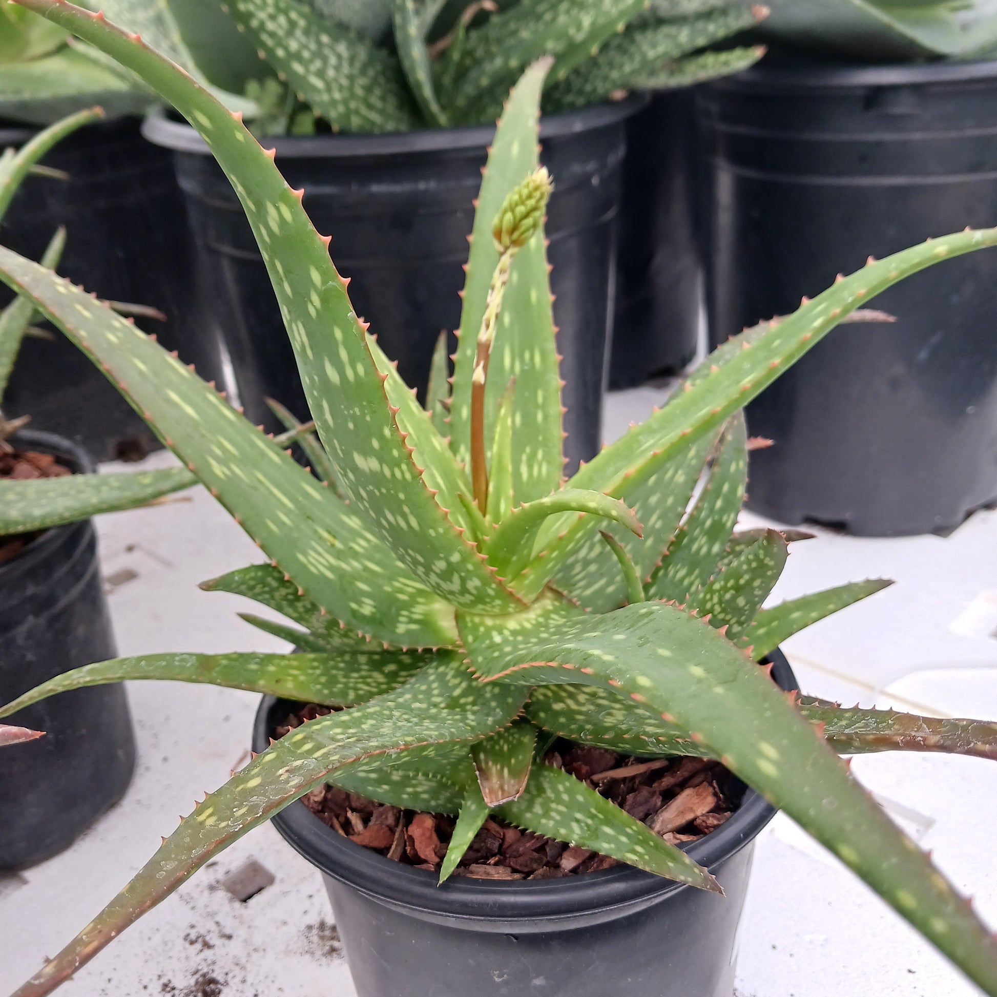 Aloe rooikappie in 1 ga container