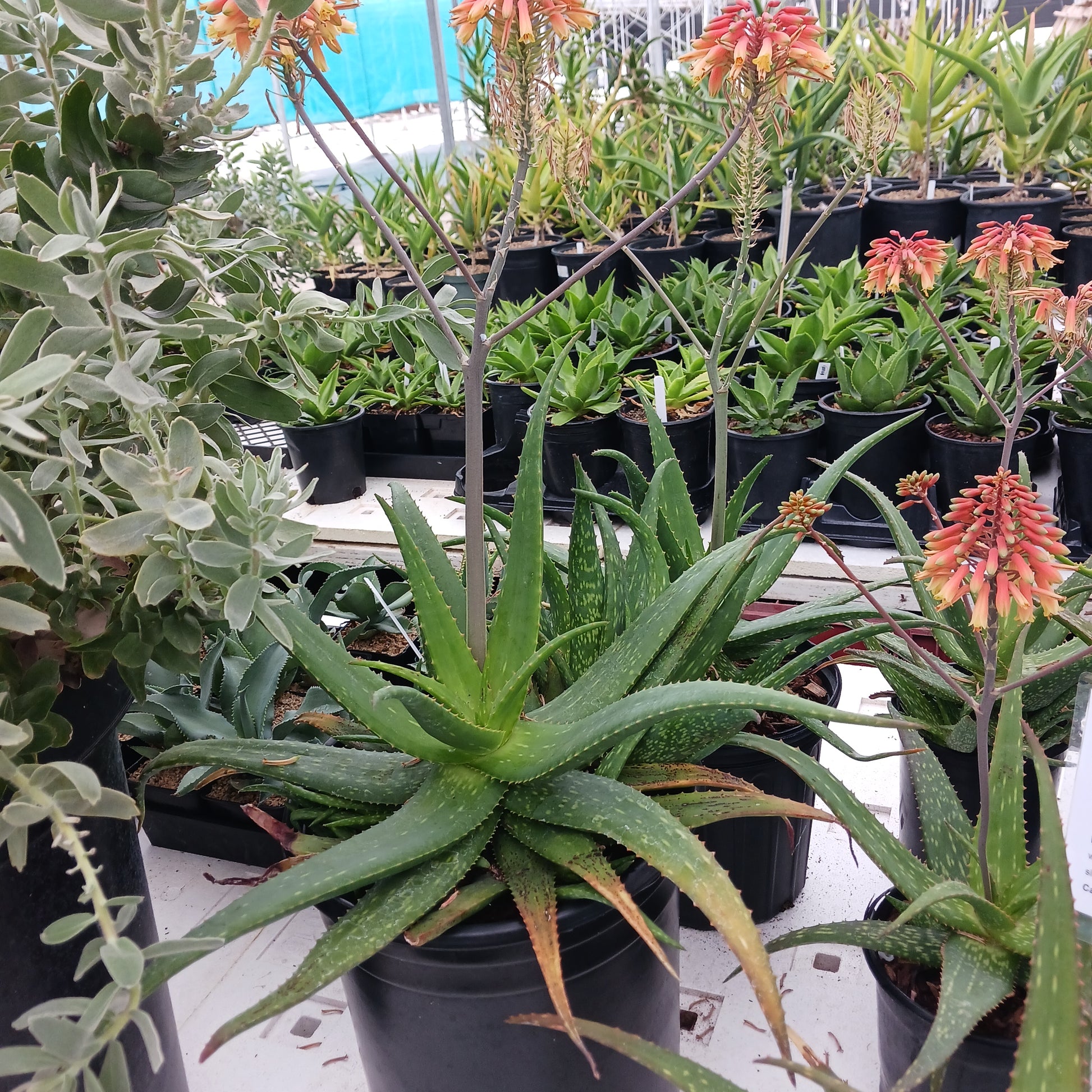 Aloe rooikappie flowering in 5ga container
