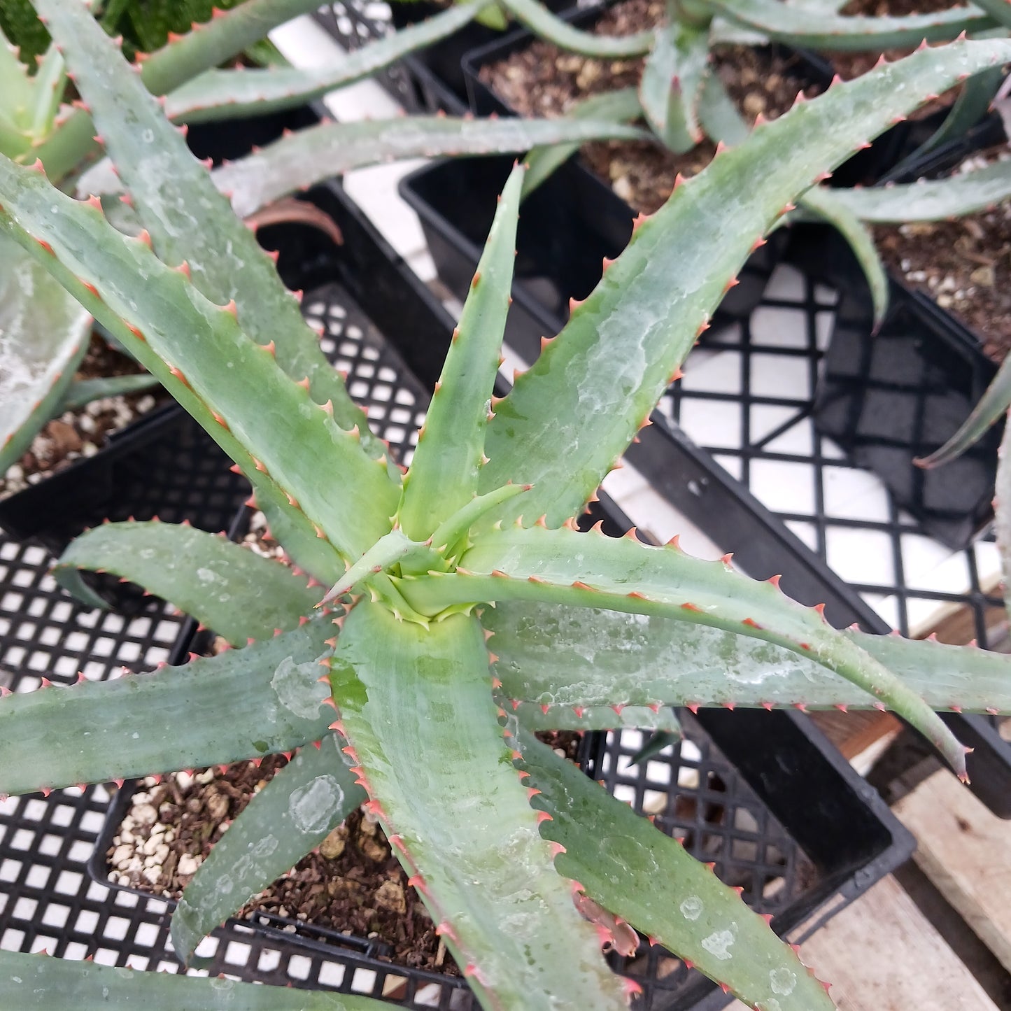 Aloe vaotsanda x divaricata - 6in
