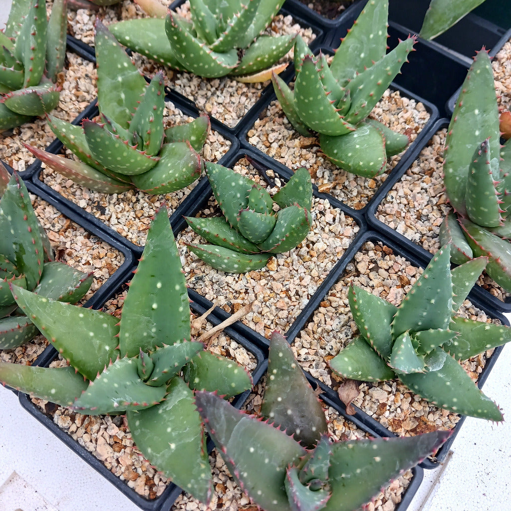 Aloe sinkatana x marlothii in 4in nursery pots