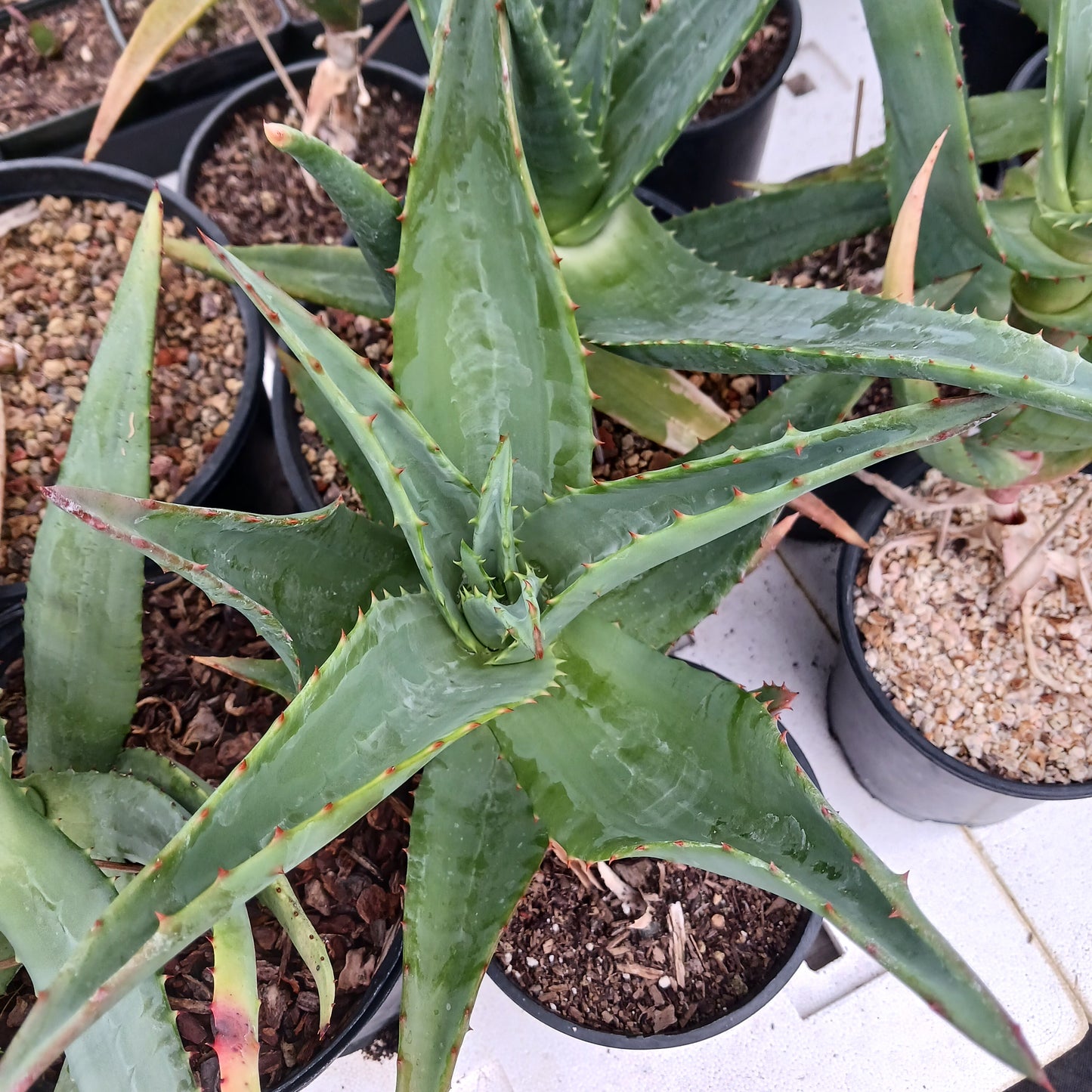 Aloe pretoriensis hybrid - 1ga