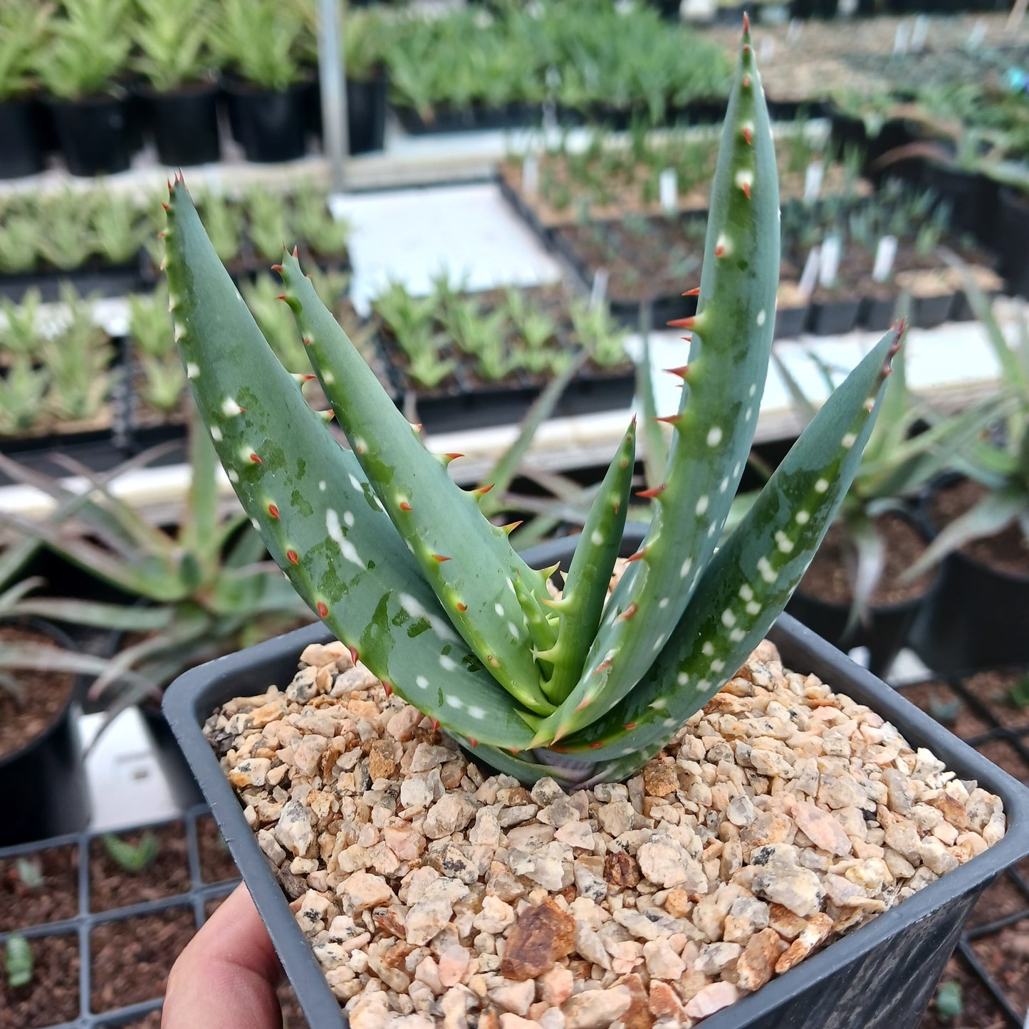 Aloe microstigma - 4in