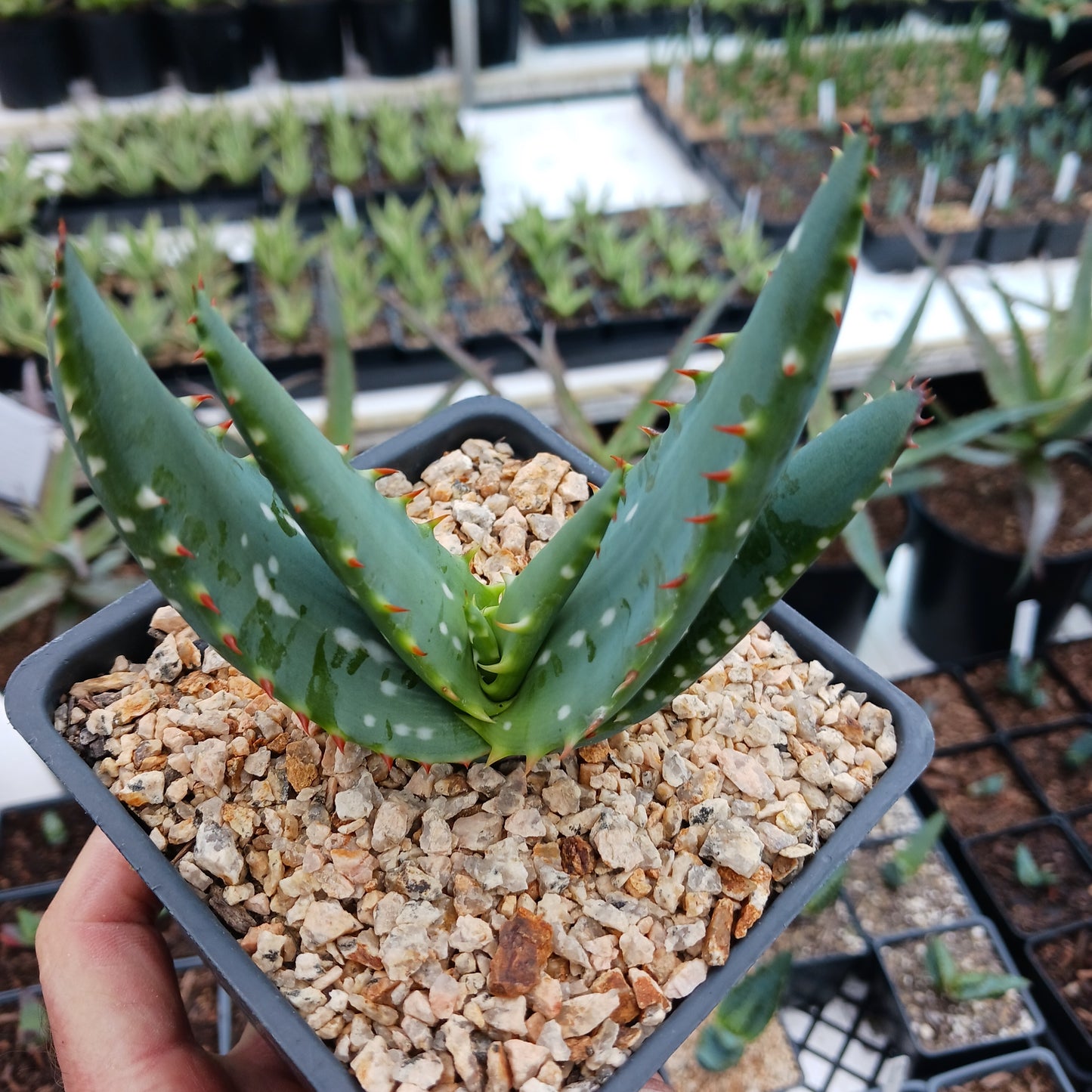 Aloe microstigma - 4in