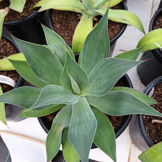 Agave "Blue Flame"