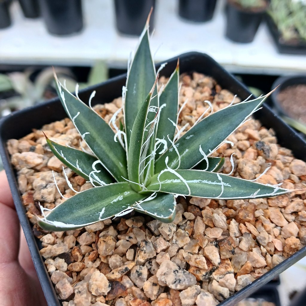 Agave filifera