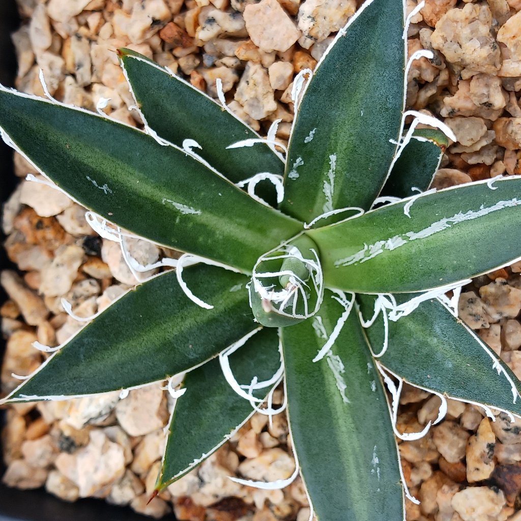 top view of a young Agave filifera