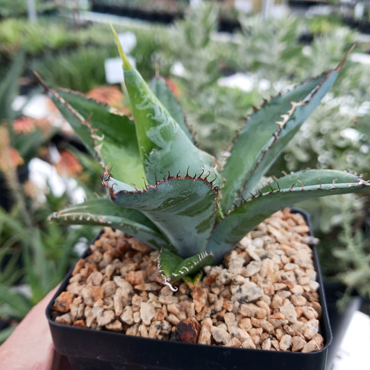 Agave titanota "Black and Blue" - 4in