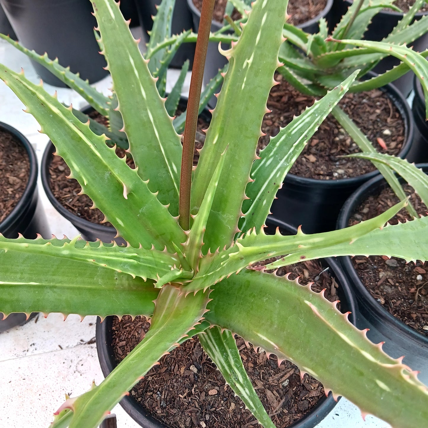 Aloe dawei (Yellow Flower) - 2ga