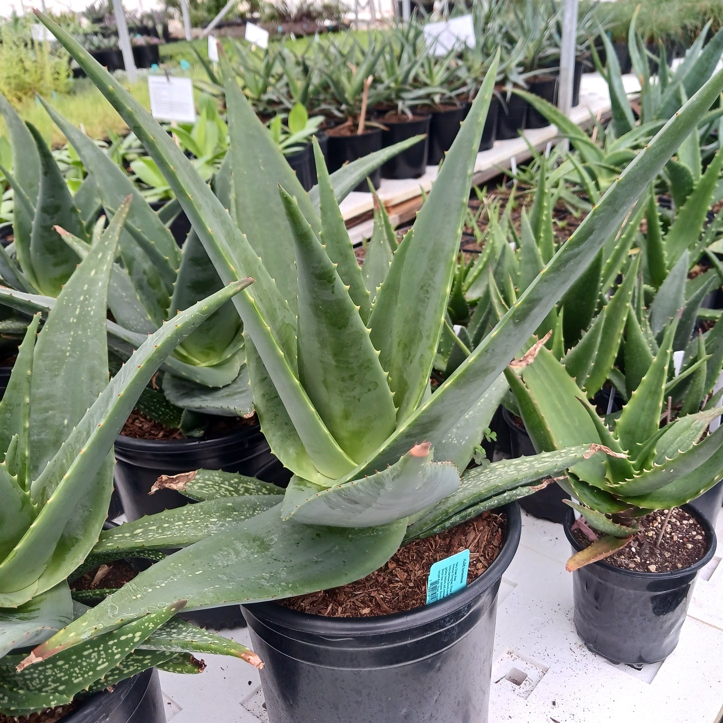 Aloe tomentosa - 5ga