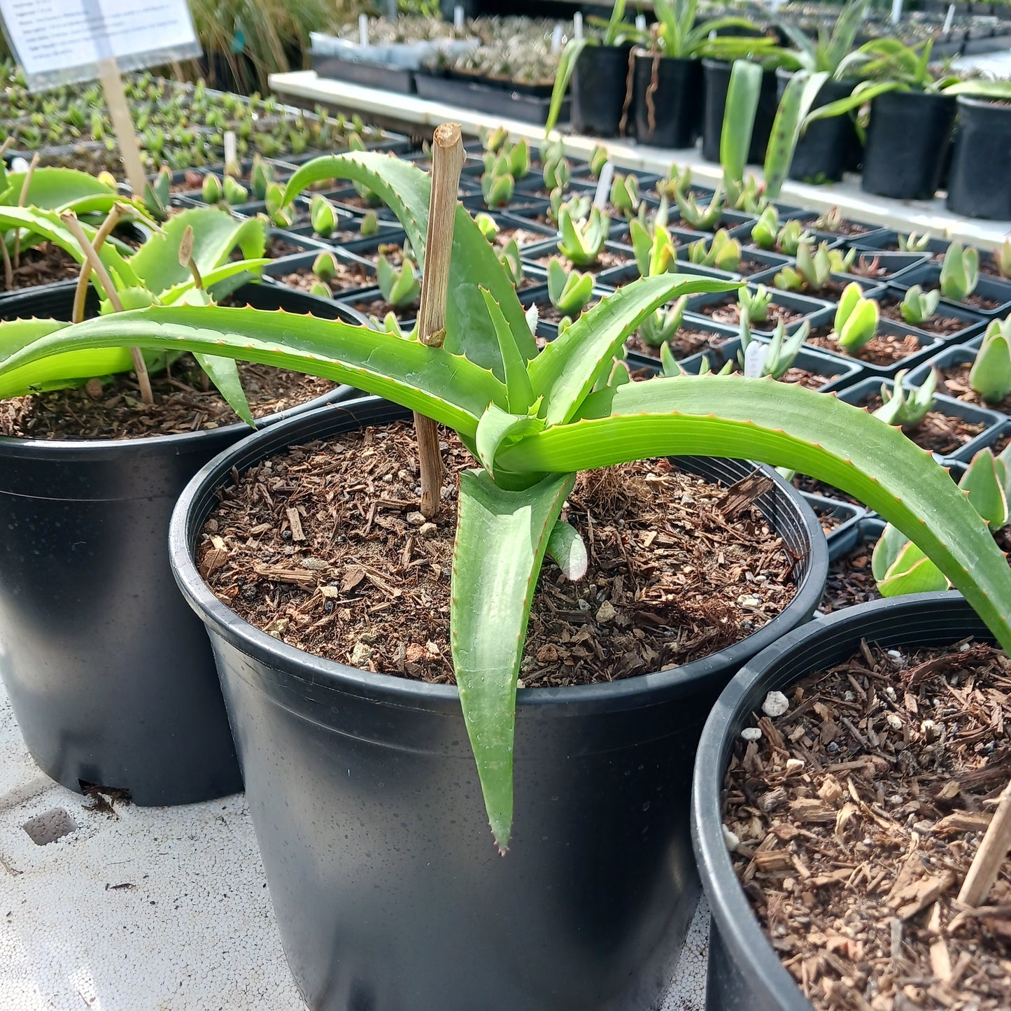 Aloe vanbalenii - 2ga