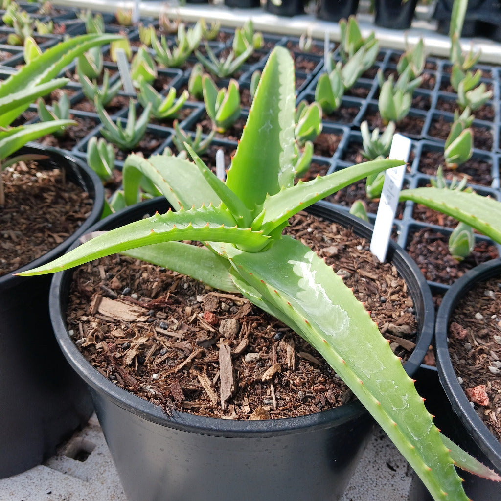 Aloe vanbalenii