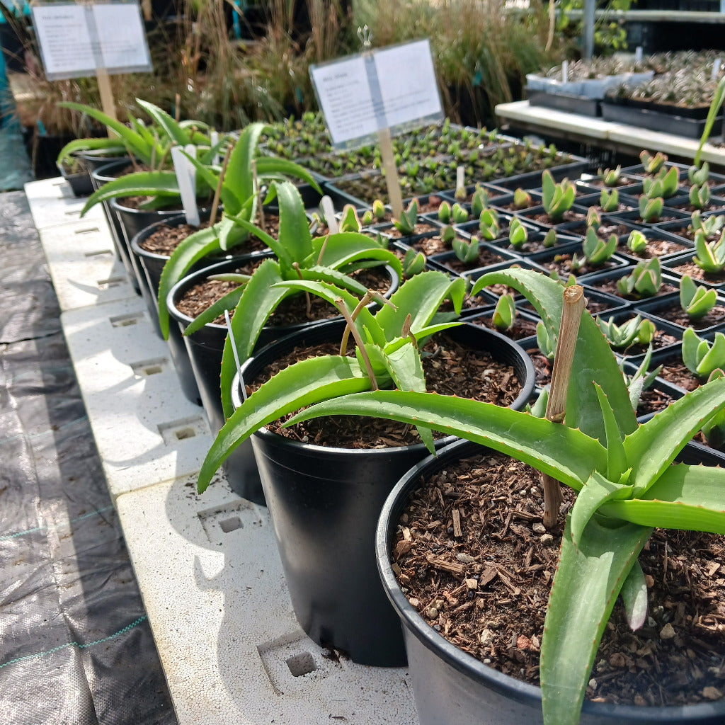 several Aloe vanbalenii in 2ga nursery pots