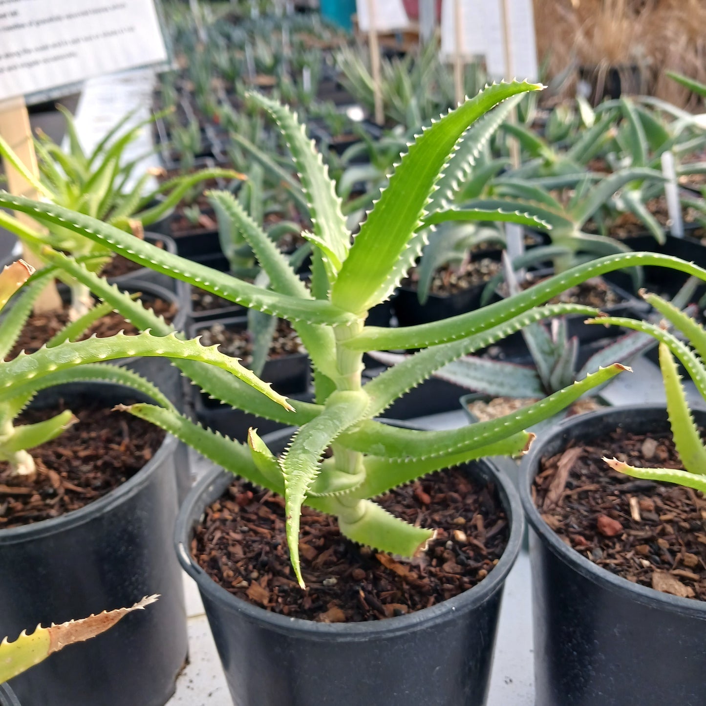 Aloe pluridens - 1ga