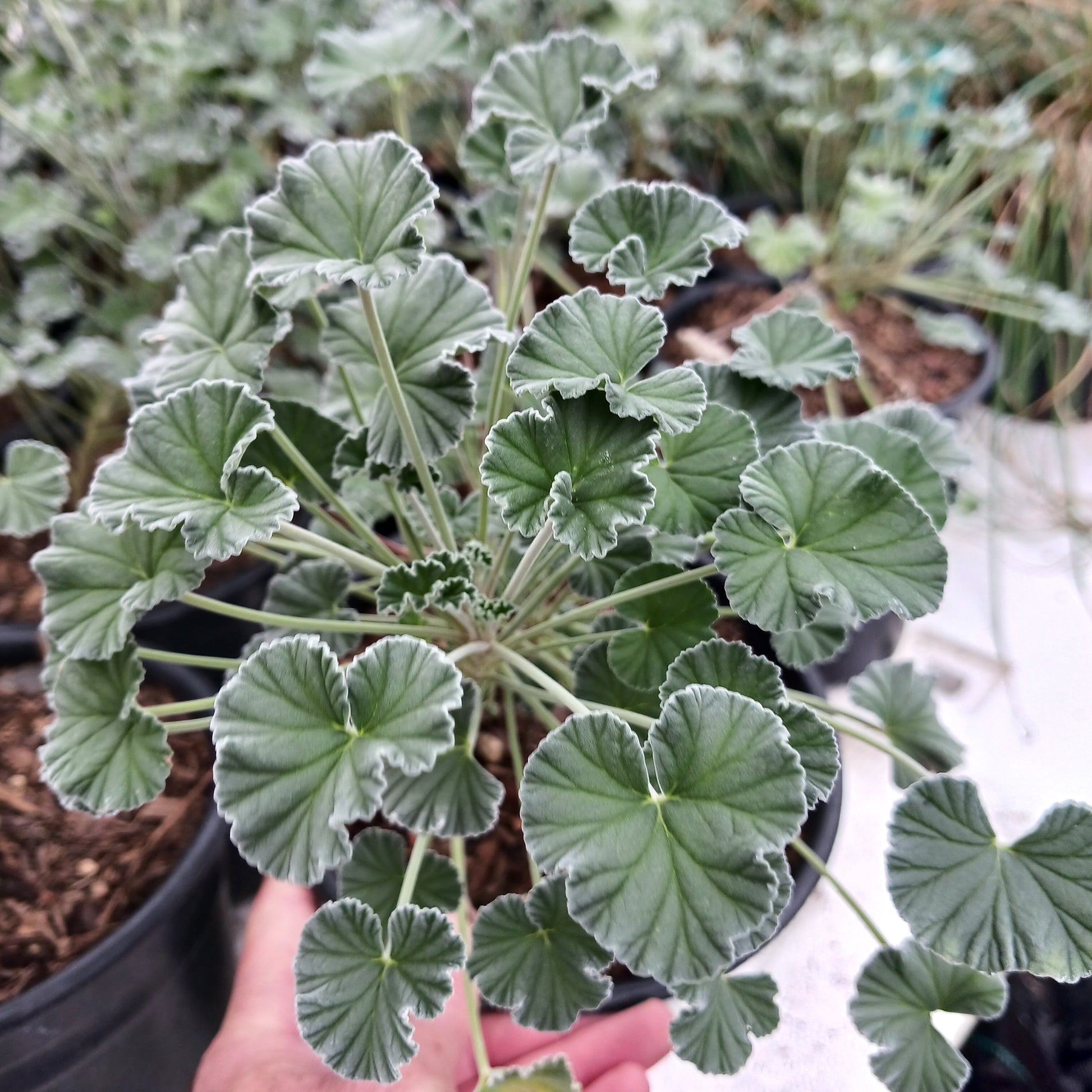 Pelargonium sidoides