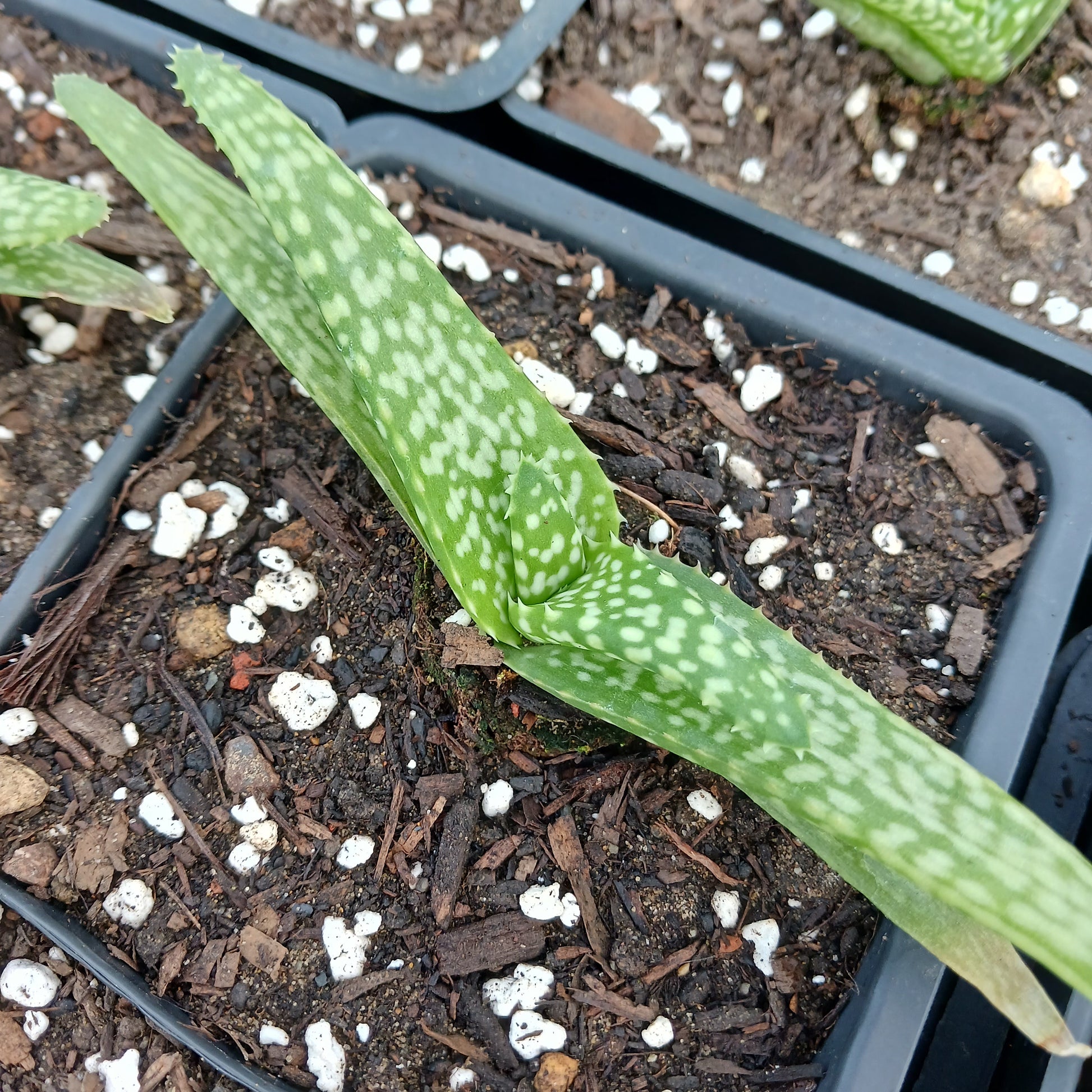 Aloe tomentosa plug dryoasisplants