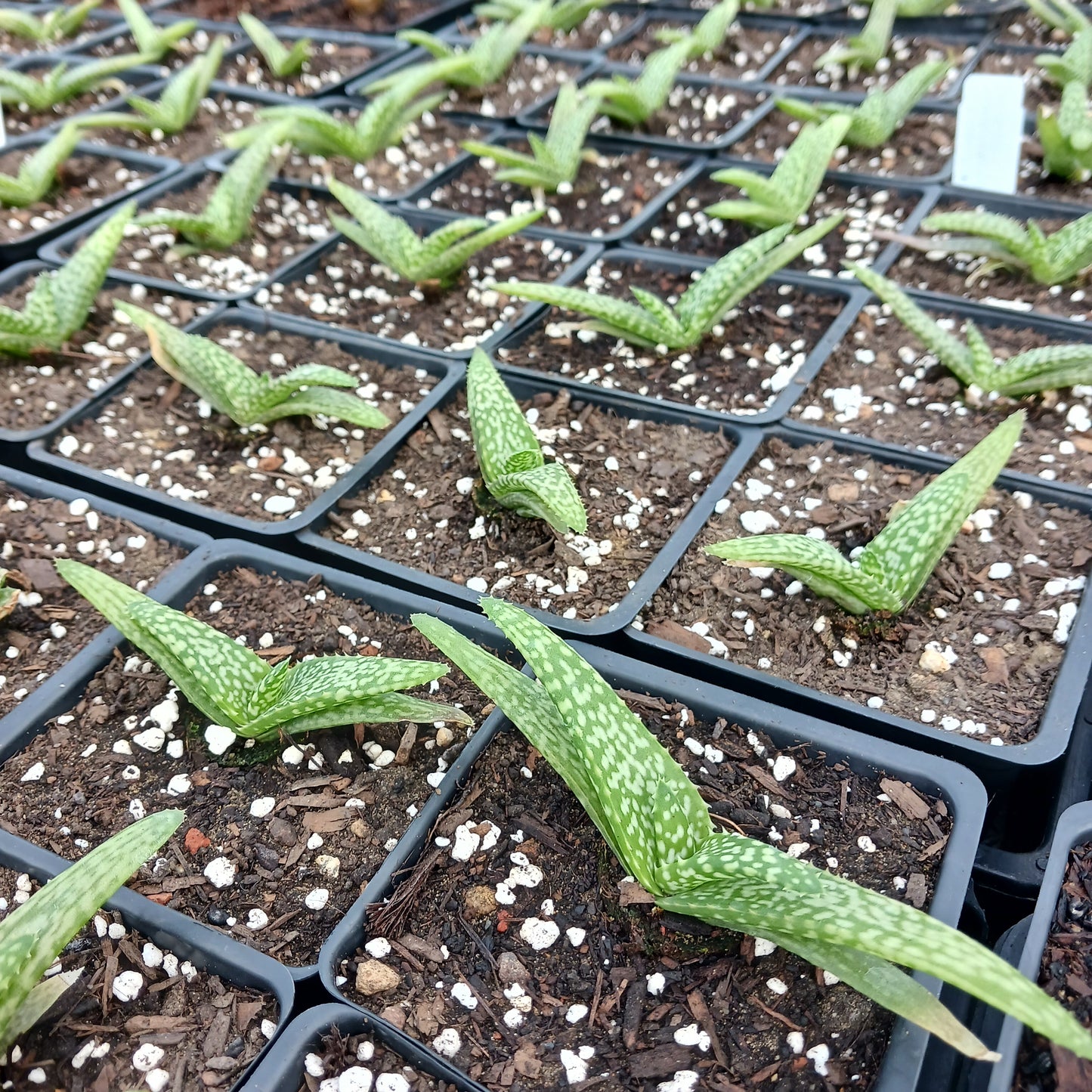 Aloe tomentosa - plug
