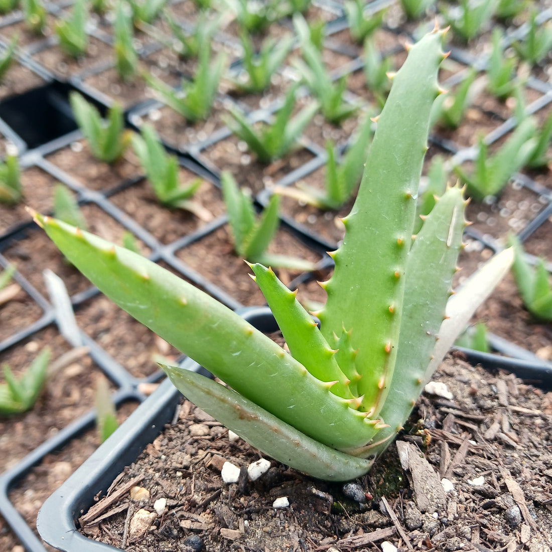 Aloe Arborescens X Ferox ‘tangerine Plug Dryoasisplants 2964