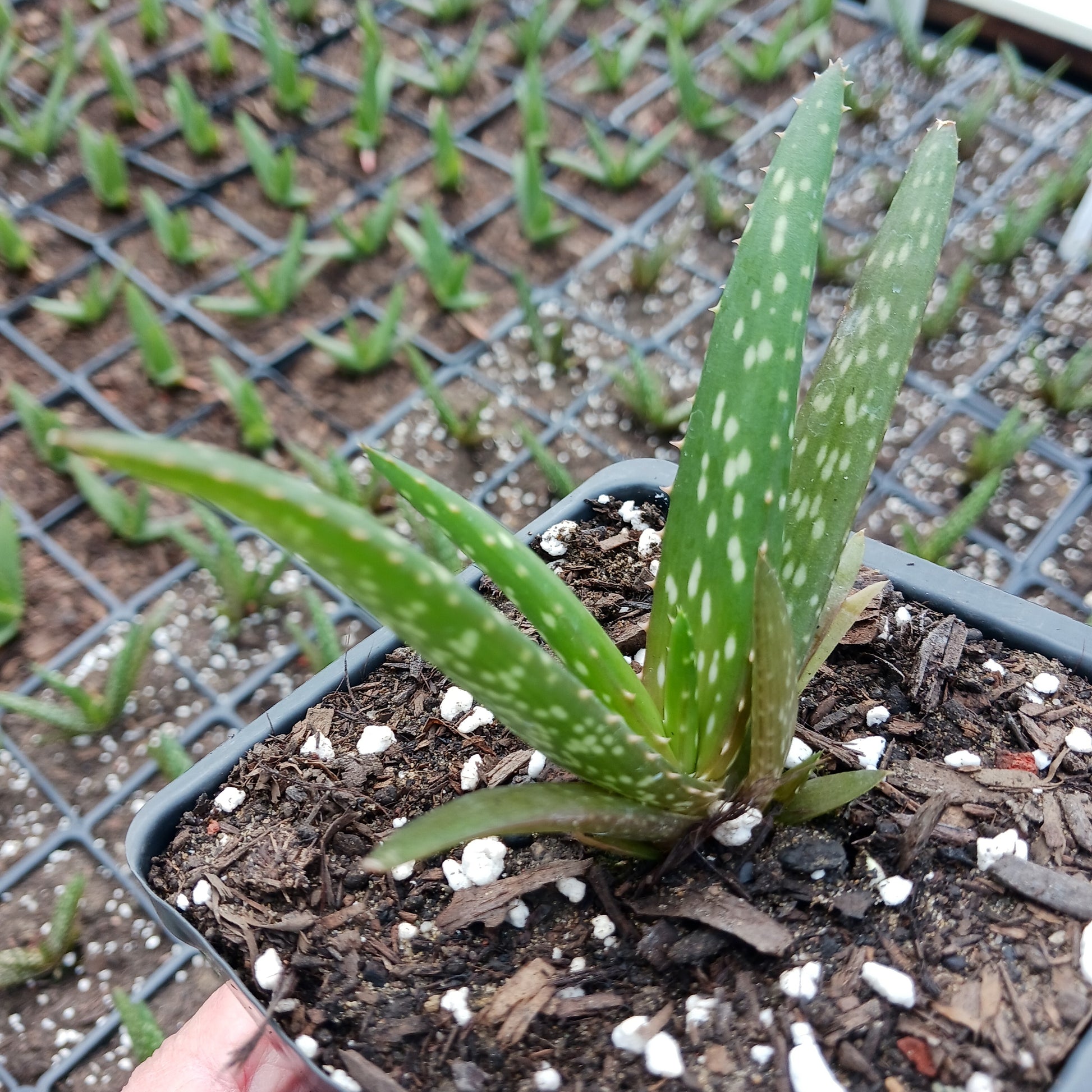 Aloe rooikappie