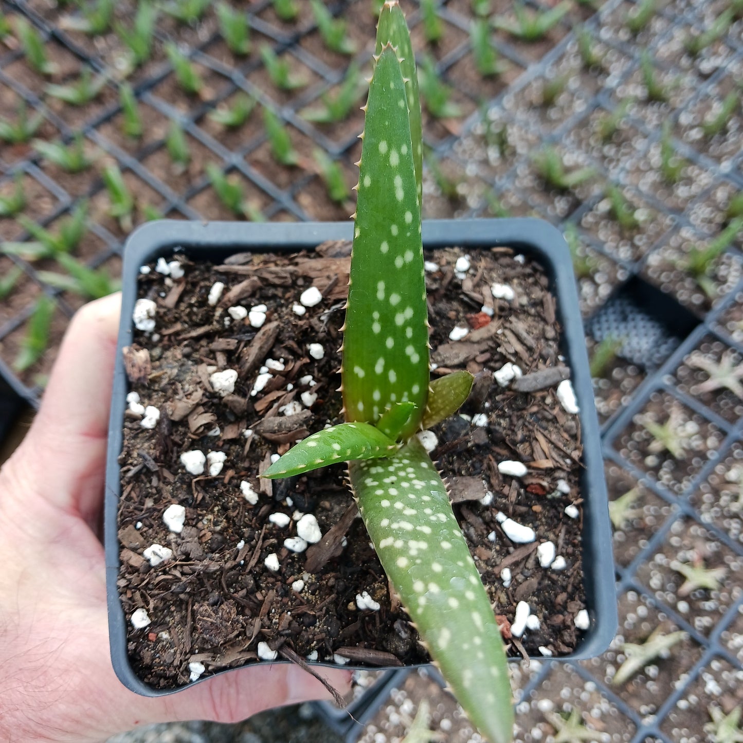 Aloe rooikappie - plug